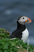 Atlantic Puffin