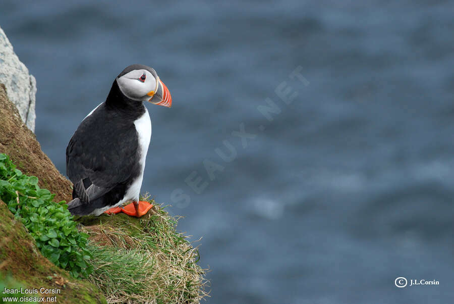 Atlantic Puffinadult, habitat