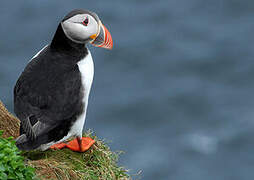 Atlantic Puffin