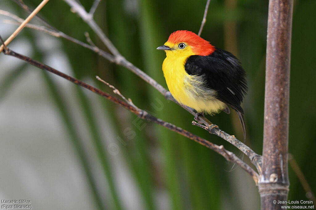 Wire-tailed Manakin male adult