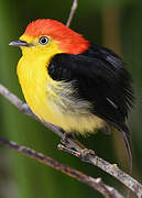 Wire-tailed Manakin