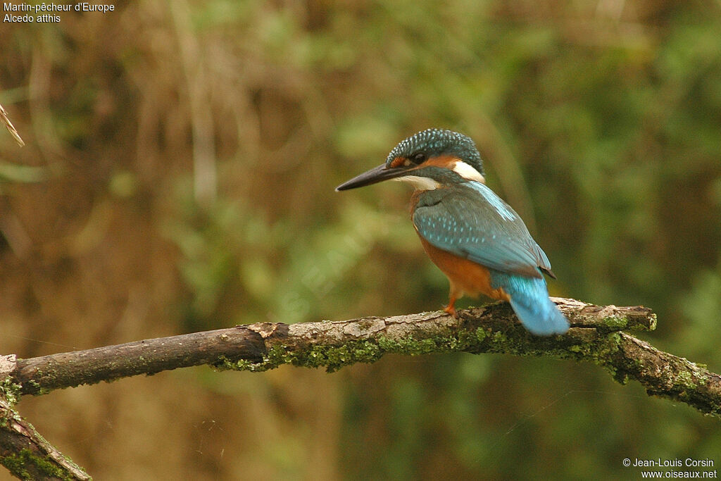 Martin-pêcheur d'Europe, identification