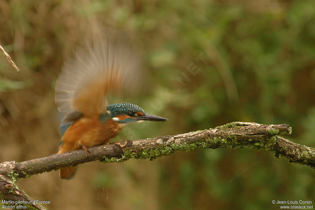 Common Kingfisher