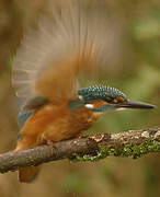 Common Kingfisher