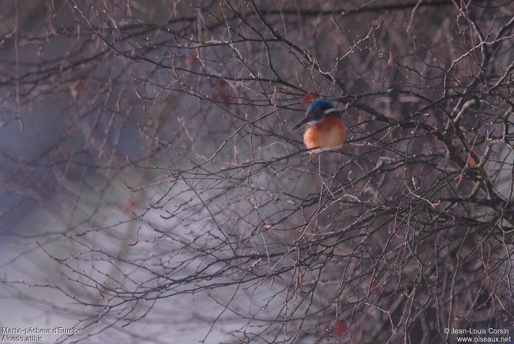 Common Kingfisher