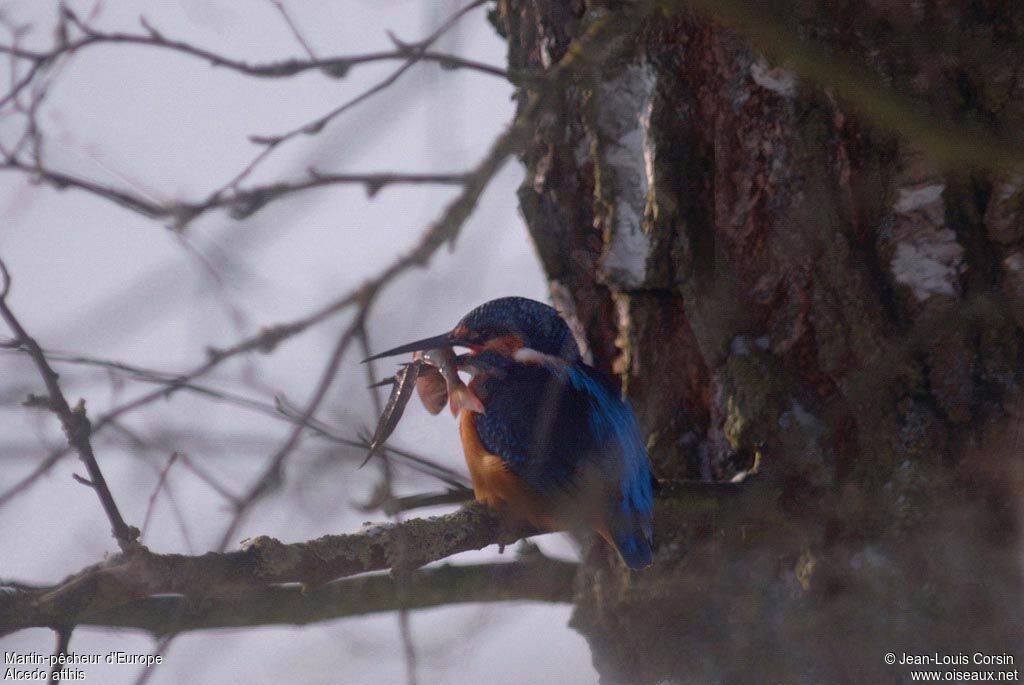 Common Kingfisher, feeding habits