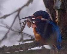 Common Kingfisher