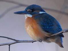 Common Kingfisher