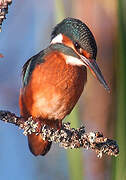 Common Kingfisher