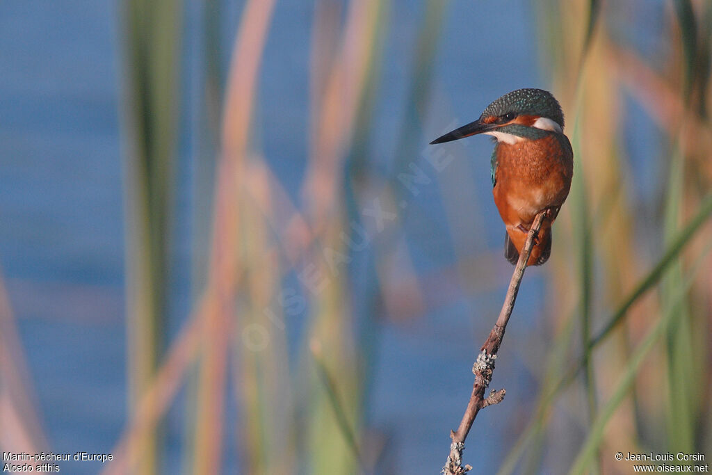 Common Kingfisher female