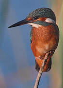 Common Kingfisher