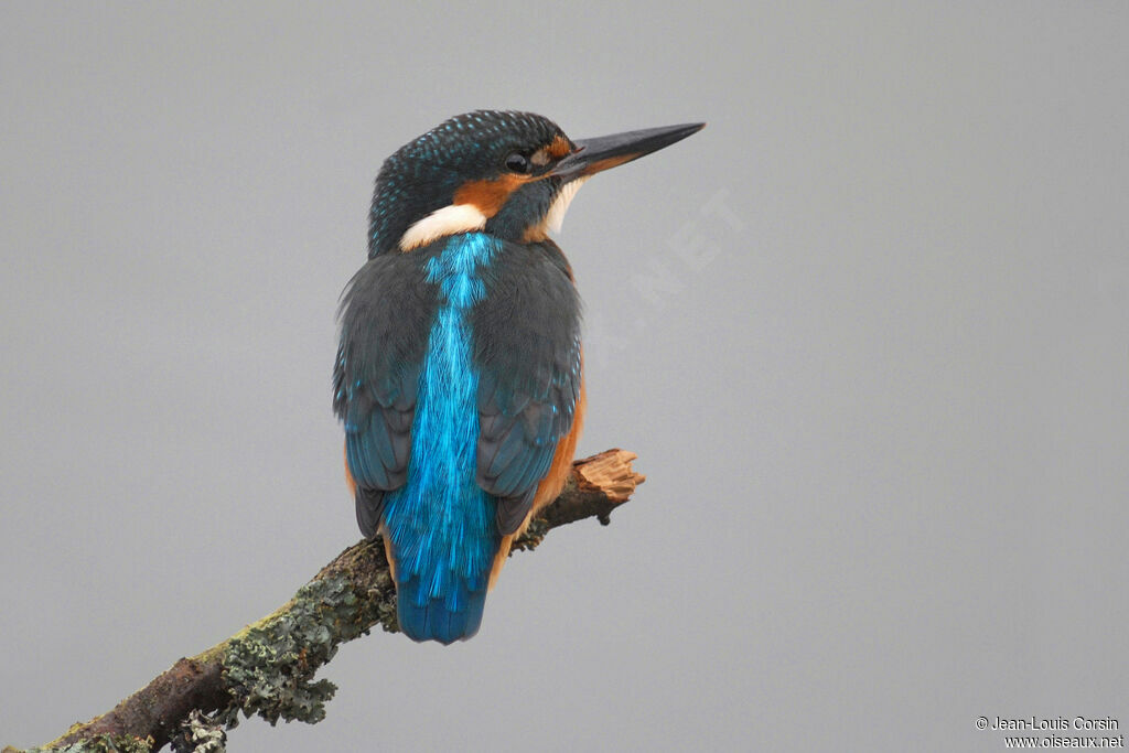 Common Kingfisher female