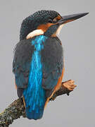 Common Kingfisher