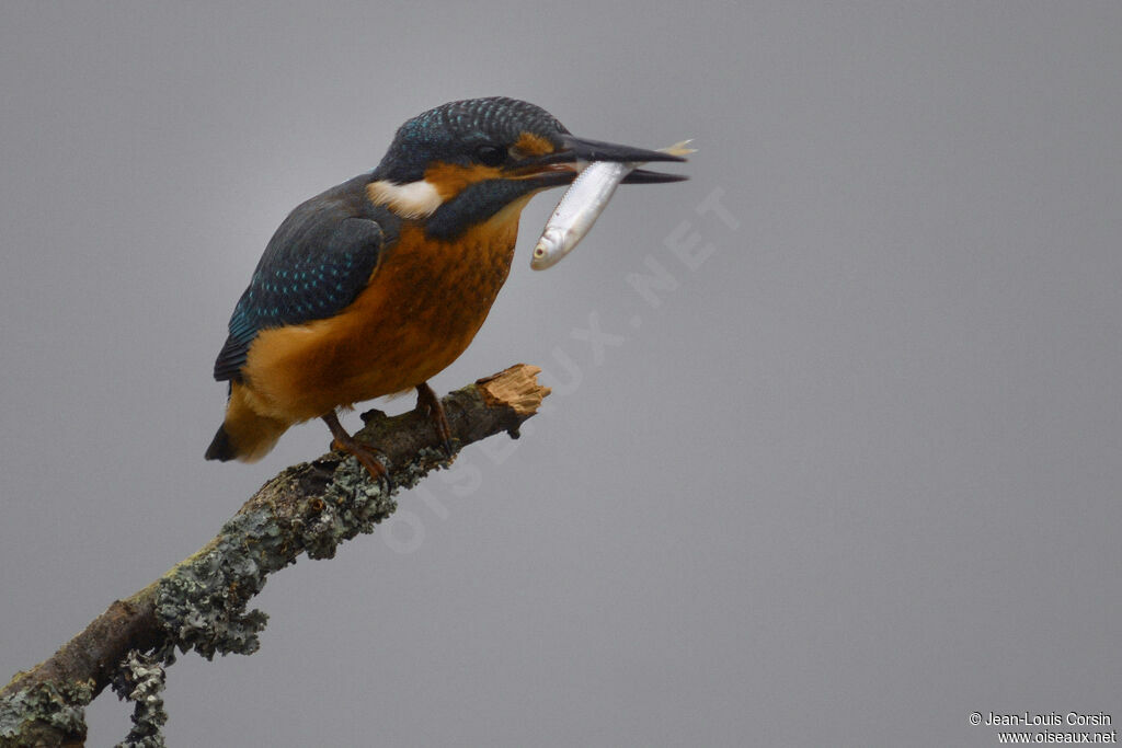 Common Kingfisher female