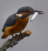 Common Kingfisher