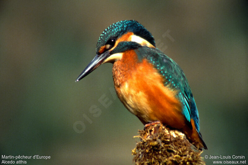 Common Kingfisher