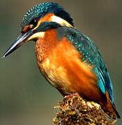 Common Kingfisher