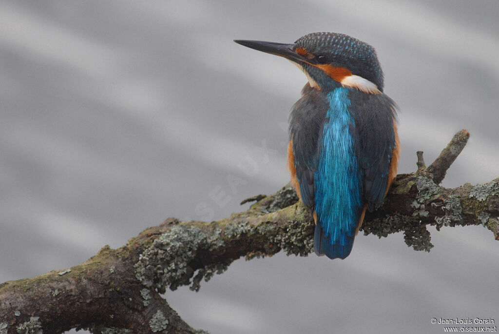 Common Kingfisher female