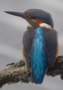 Common Kingfisher