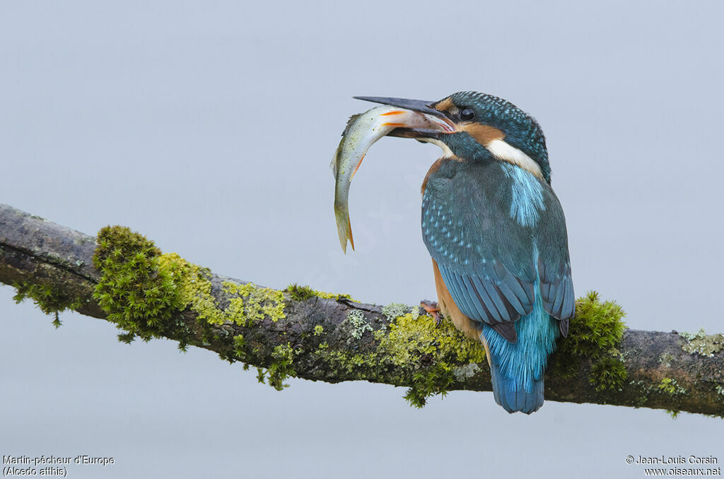 Common Kingfisher