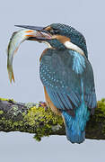 Common Kingfisher