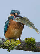 Common Kingfisher