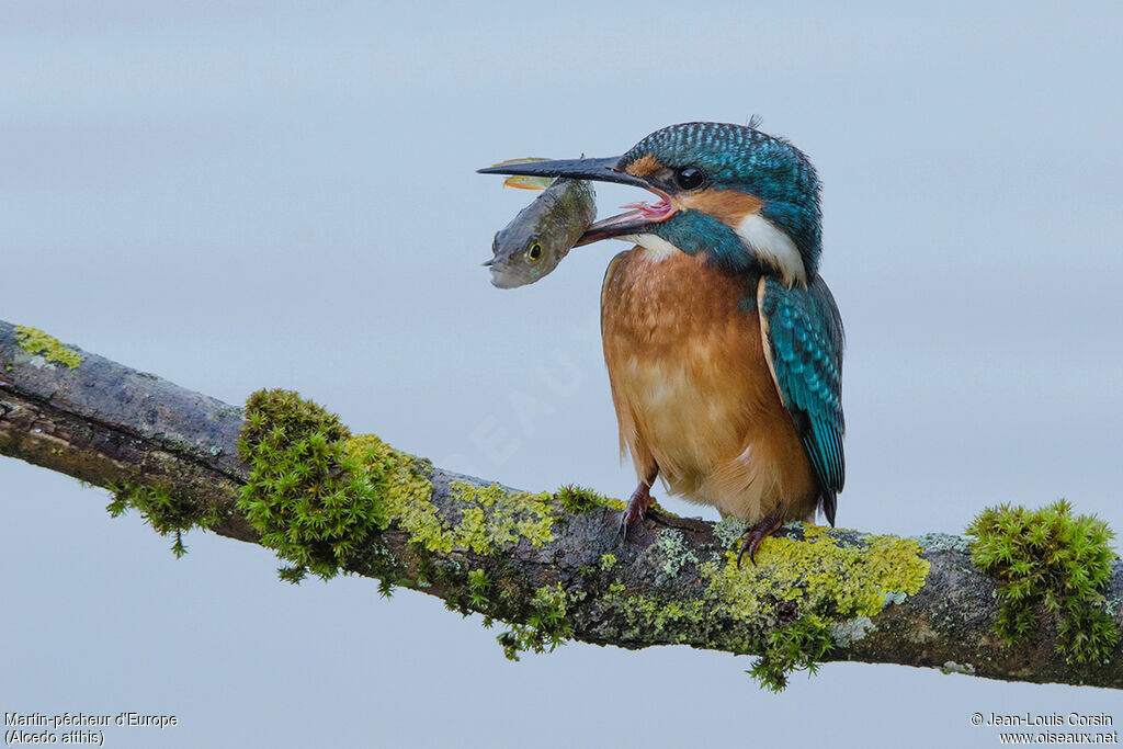 Common Kingfisher