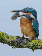 Common Kingfisher