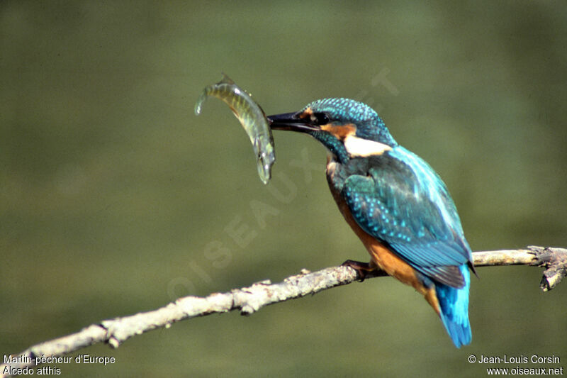 Martin-pêcheur d'Europe