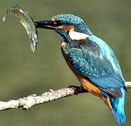 Common Kingfisher