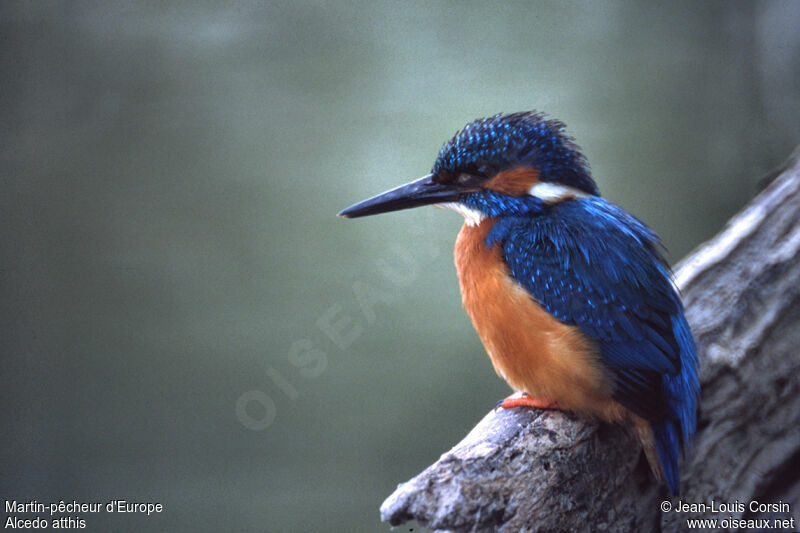 Common Kingfisher