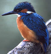 Common Kingfisher