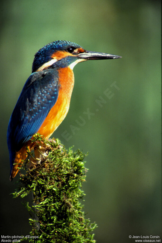 Common Kingfisher male adult