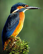 Common Kingfisher