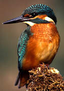 Common Kingfisher