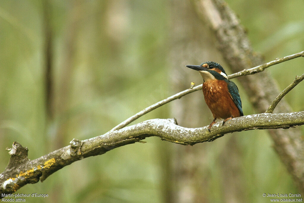 Common Kingfisher