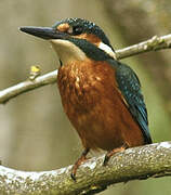 Common Kingfisher