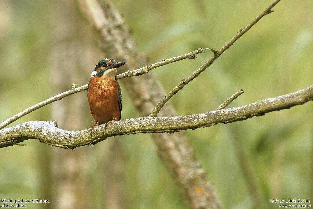 Martin-pêcheur d'Europe