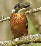 Common Kingfisher