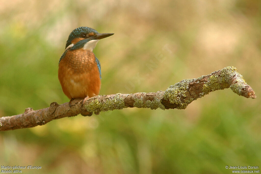 Martin-pêcheur d'Europe, identification