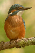 Common Kingfisher