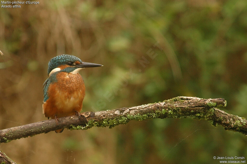 Martin-pêcheur d'Europe, identification