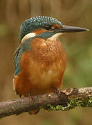 Common Kingfisher