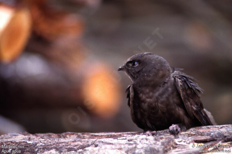 Common Swift