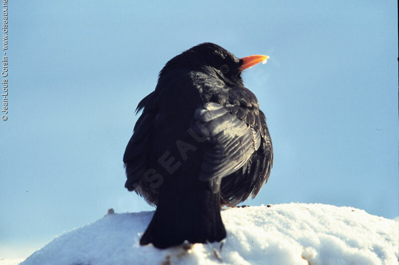 Common Blackbird