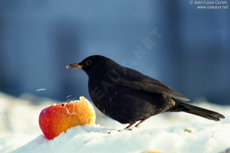 Common Blackbird