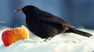 Common Blackbird