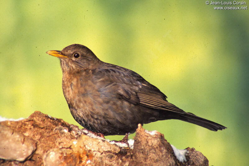 Common Blackbird