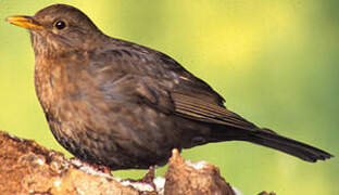 Common Blackbird