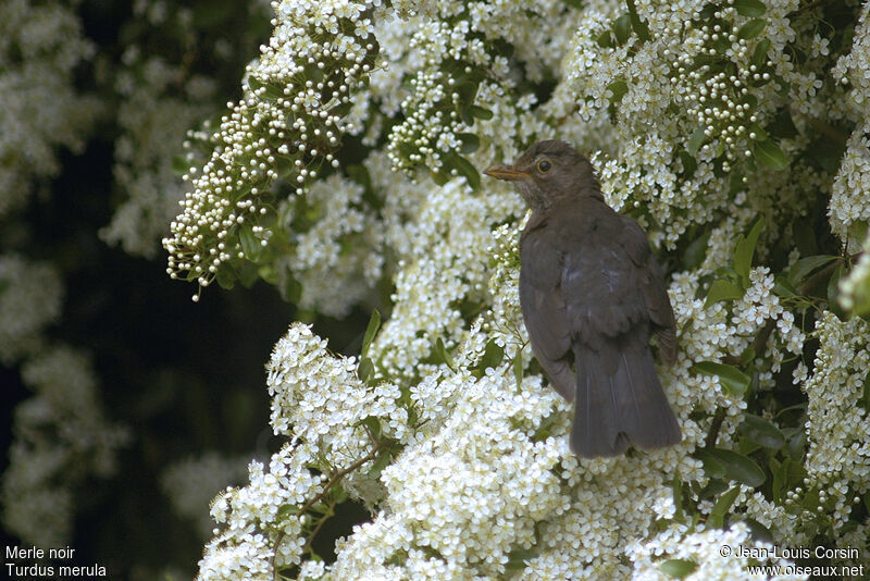 Common Blackbird